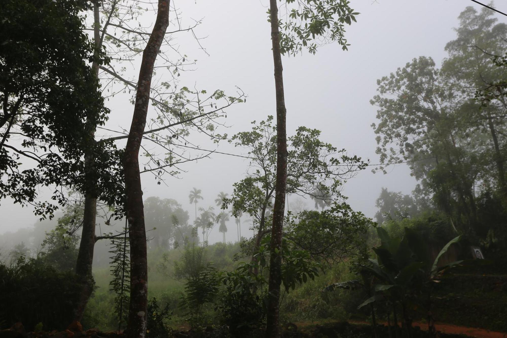 360 Rainforest Deniyaya Esterno foto