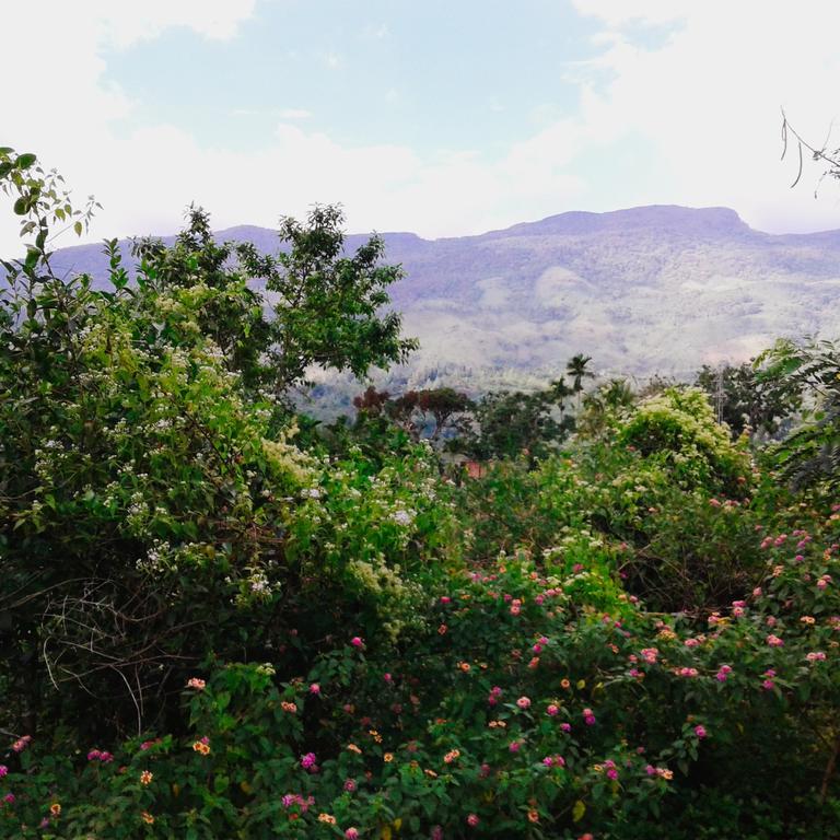 360 Rainforest Deniyaya Esterno foto