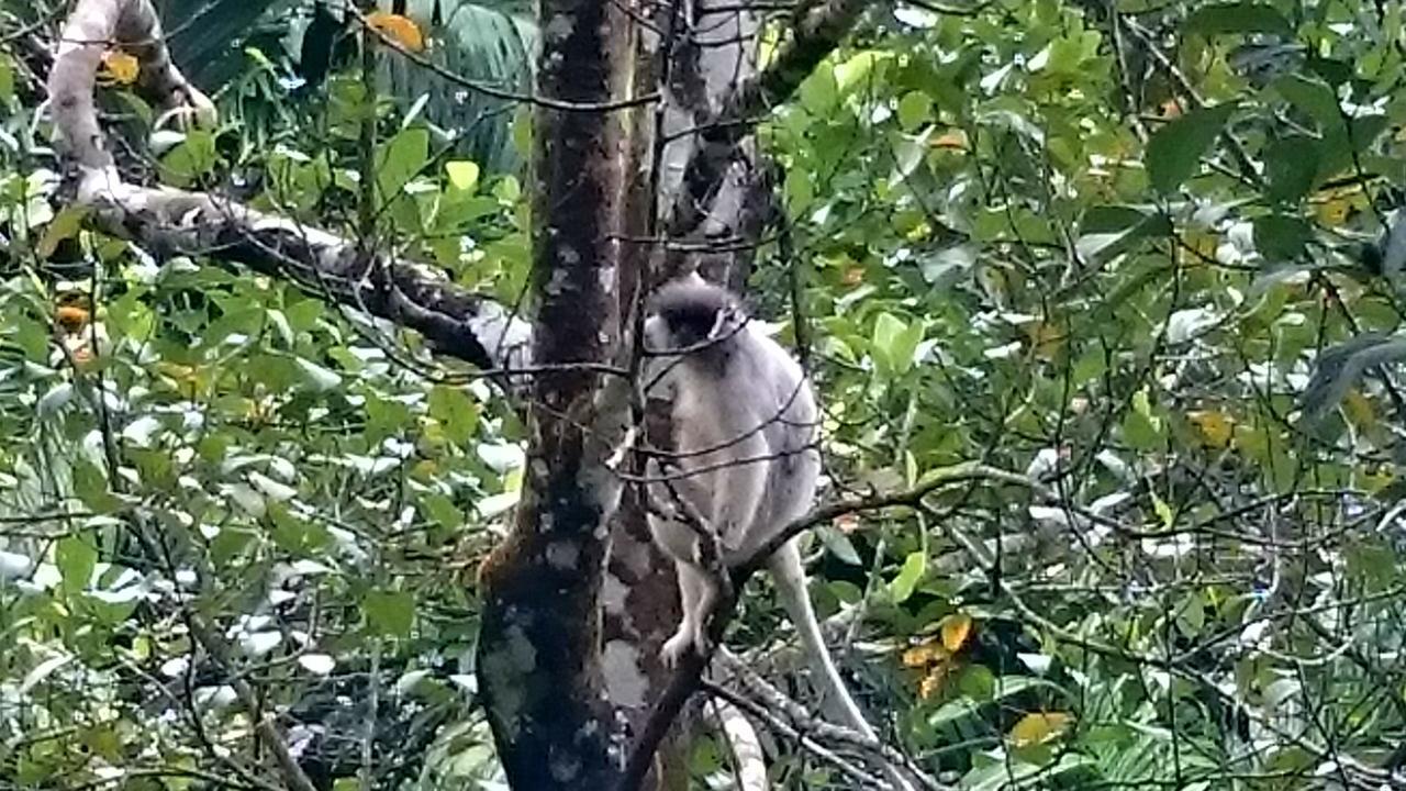 360 Rainforest Deniyaya Esterno foto